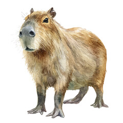 Watercolor vector illustration of Capybara, isolated on white background.