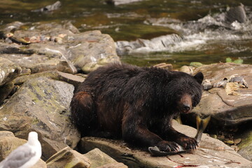 brown bear in the forest looking to the watcher holding a female salmon it had caught from the river in Alaska