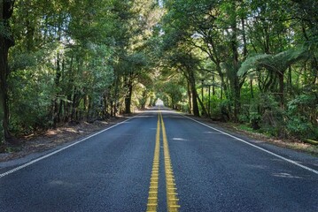 Fototapeta premium Scenic road with lush green tree tunnel.