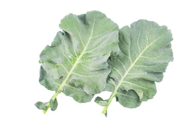 Collard greens Leaf Isolated with Clipping Path