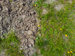 Patch of dirt with some grass and yellow flowers. The dirt is dry and rocky, and the grass is sparse. The yellow flowers are scattered throughout the area