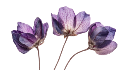 Purple crocus flower isolated on white background