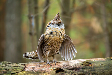Ruffed Grouse drumming on log taken in central MN