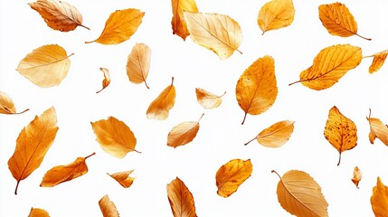 Golden autumn leaves falling on white background.  A vibrant image perfect for seasonal designs