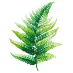 A watercolor painting of Boston Fern, vector illustration on white background.
