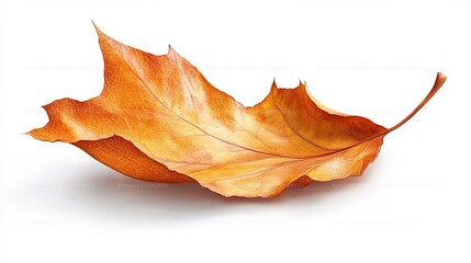 A single, dry autumn leaf, orange and yellow hues, rests on a white background.  Its veins and texture are highly detailed