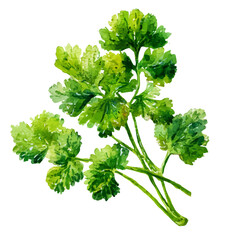 Cilantro, watercolor painting, vector illustration, isolated on a white background.