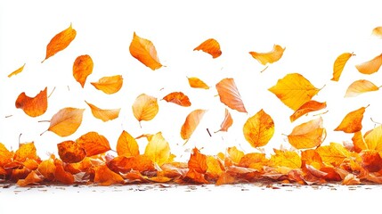 Golden autumn leaves in motion, falling and scattered on a white background.  A vibrant display of autumn foliage