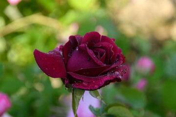 Rose sous la pluie