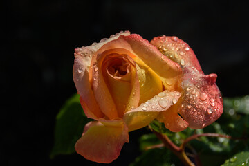 Rose sous la pluie