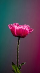 Vibrant pink poppy flower isolated against a soft gradient background