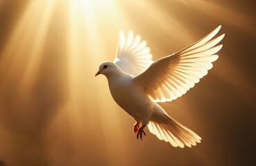 Obraz premium White dove flies in warm golden light. Sunbeams illuminate wings creating ethereal glow. Symbol of peace, purity, faith. Bird embodies hope, freedom, divine spirit. Represents spiritual calm,