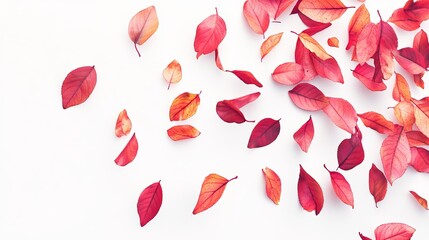 Scattered crimson and orange autumn leaves on a white background, creating a vibrant, seasonal design
