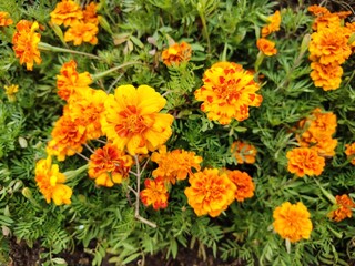Several vibrant yellow orange marigold tagetes chrysanthemum flowers blooms beautifully amidst lush green foliage. from aster family.