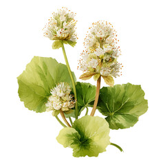 Butterbur in watercolor style, vector illustration, isolated on white background.