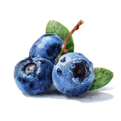 Blueberry in watercolor style, vector illustration, isolated on white background.