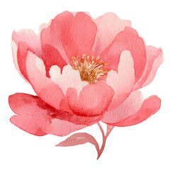 Watercolor vector illustration of Blush, isolated on white background.