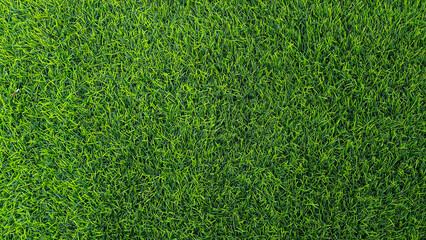 Fototapeta premium Green grass background, top view background of garden bright grass concept used for making green backdrop.