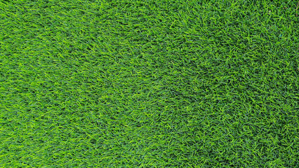 Fototapeta premium Green grass background, top view background of garden bright grass concept used for making green backdrop.