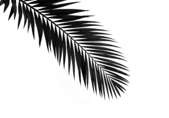 Elegant black palm leaf silhouette against nature minimalist botanical beauty. Cut out png