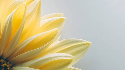 Close-up view of a pale yellow flower petal detail.