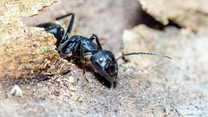 ant on the ground