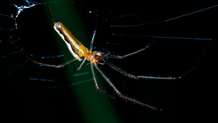 spider on a web