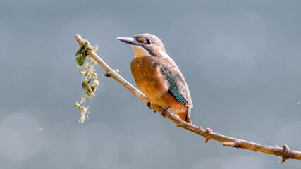 red backed shrike