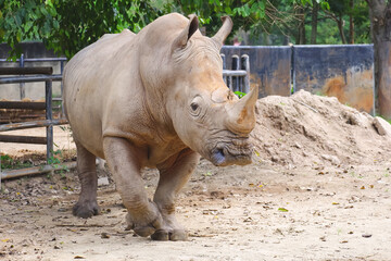 Fototapeta premium A big male white rhinoceros is walking in a zoo, animal wildlife portrait photography