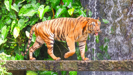 A Bengal tiger walking on nature trail in front of artificial waterfall with green plant in the open zoo, full length view