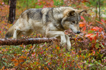 Gray Wolf jumping over fallen tree taken in central MN under controlled conditions