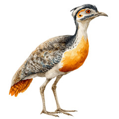 Bustard in watercolor style, vector illustration, isolated on white background.