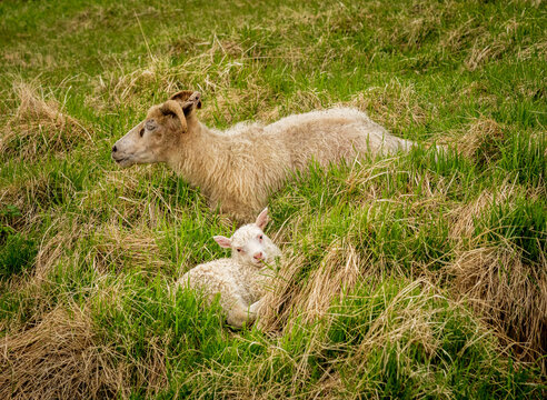 Sheep and lambs grazing the shores of Lake Myvatn and its unique pseudo-craters in Iceland's Myvatn Nature Reserve