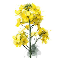 Canola in watercolor style, vector illustration, isolated on white background.