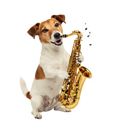 Joyful Jack Russell Terrier dog playfully engages with a golden saxophone, demonstrating a humorous and unique musical talent on a clean white background, perfect for fun concepts.