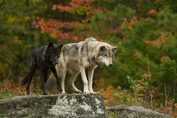 Gray Wolf pair taken in central MN under controlled conditions