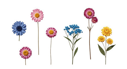 Colorful assorted flowers with stems on white background  