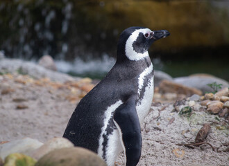 Obraz premium Magellanic Penguin
