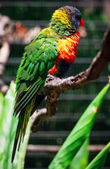 Rainbow Lorikeet
