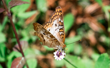White Peacock Butterfly