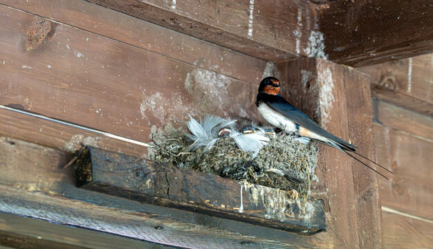 Barn swallow feeding chicks in nest under wooden roof, close-up.