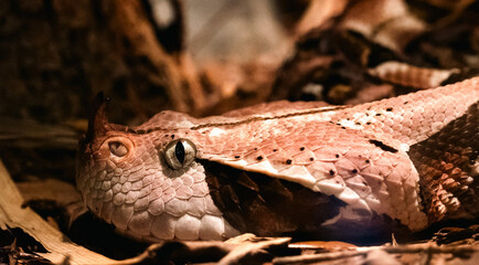 West African Gaboon Viper