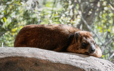 Rock Hyrax