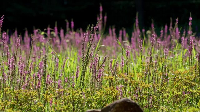 Slow Panning Shot of a Vibrant Purple Lythrum Flower Field