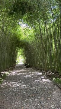 Bamboo Grove. Vertical. Walkway and tall bamboo