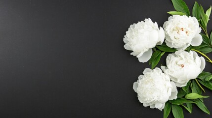 Fototapeta premium Elegant White Peonies on Black Background