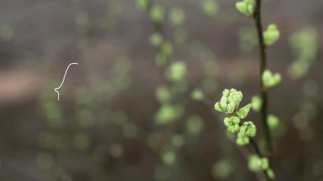 close up potrait presentation for love spring a greeen 