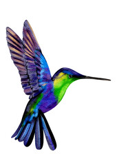 Exotic bird illustration without background