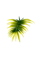 Exotic leaf illustration without background 