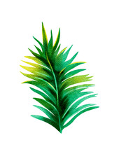 Exotic leaf illustration without background 